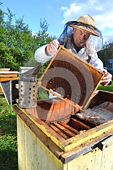 Experienced senior beekeeper making inspection in apiary