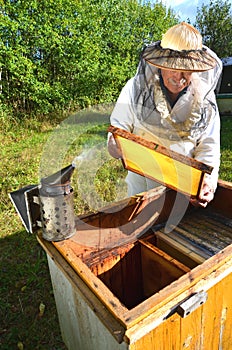 Experienced senior beekeeper making inspection in apiary