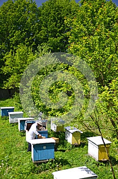 Experienced senior beekeeper making inspection in apiary