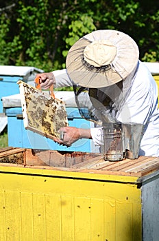 Experienced senior beekeeper making inspection in apiary