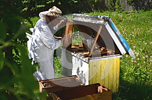 Experienced senior beekeeper making inspection in apiary