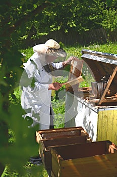 Experienced senior beekeeper making inspection in apiary