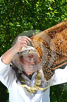 Experienced senior beekeeper making inspection in apiary