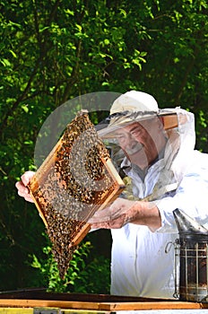 Experienced senior beekeeper making inspection in apiary