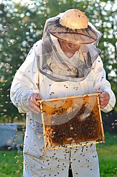 Experienced senior beekeeper making inspection and swarm of bees