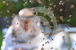 Experienced senior beekeeper making inspection and swarm of bees