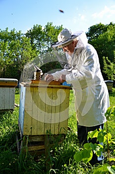 Experienced senior beekeeper working in his apiary