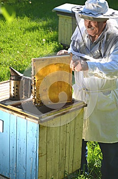 Experienced senior beekeeper working in his apiary