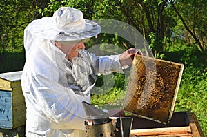 Experienced senior beekeeper working in his apiary