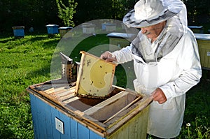 Experienced senior beekeeper working in his apiary