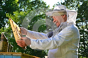 Experienced senior beekeeper working in his apiary