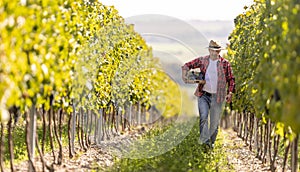 An experienced winemaker walks through the vineyard, carrying a box full of grapes