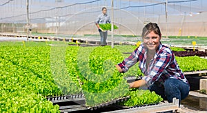 Experienced woman worker stacking box with seedlings in greenhouse. Man carries box in background