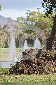 Experiencing Madeira Funchal city park and its fountain in Portugal, an paradise island in the middle of Atlantic ocean