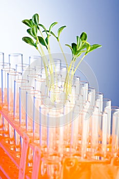 Experiment with green seedlings