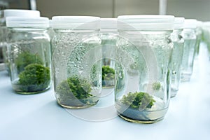 Experiment plant tissue culture