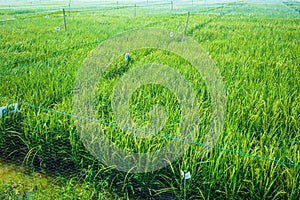 Experiment Rice Genetics Farm