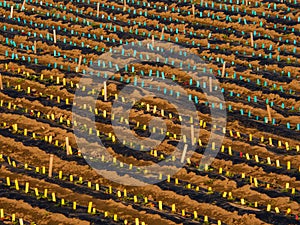 Experimental Crops Lined Up With Colored Flags