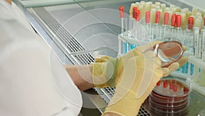 Experimental laboratory expert checking genetically modified organisms in Petri dish, human analysis and science concept