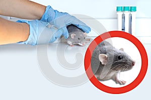 experimental laboratory gray rat, concept Genetic Modifications, Behavioral Studies Research on rodents, Mouse-based Laboratory