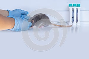 experimental laboratory gray rat, concept Genetic Modifications, Behavioral Studies Research on rodents, Mouse-based Laboratory