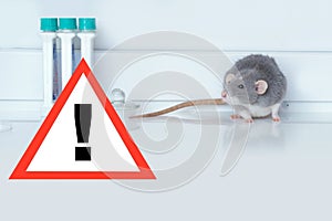 experimental laboratory gray rat, concept Genetic Modifications, Behavioral Studies Research on rodents, Mouse-based Laboratory