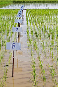 Experimental rice farm