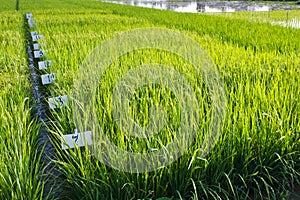 Experimental rice farm