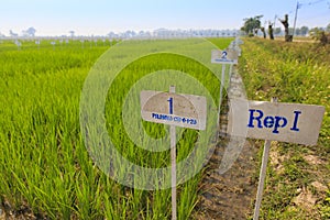 Experimental rice farm