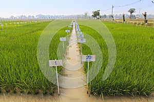 Experimental rice farm