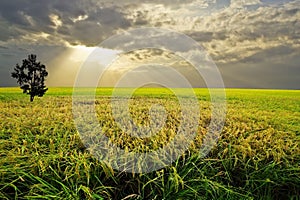 Experimental rice farm ( transgenic test)