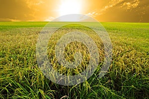 Experimental rice farm ( transgenic test)