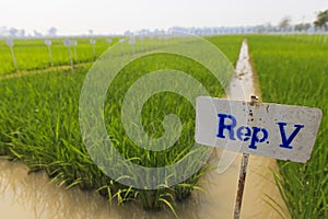 Experimental rice farm