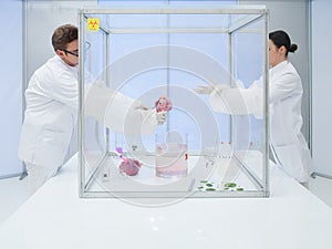 Experimenting with biological matter in sterile chamber