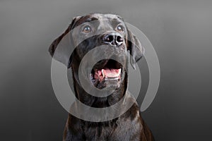 Concentrated young black labrador looking away from camera on black background