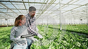 Expert engineer in agronomy walking in a greenhouse