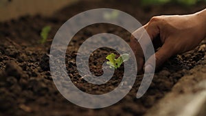 Expert farmer add Vermicompost around green vegetable