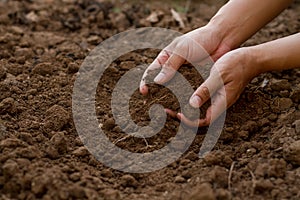 Expert farmer mix soil for grow vegetable garden