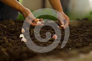 Farmer planting garlic clove in soil at garden. photo