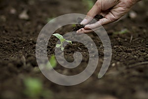 Expert farmer pouring Vermicomposting Organic Waste to vegetable