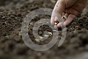 Expert farmer sowing a pumpkin seed
