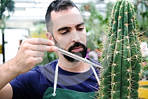 Expert Man At Work In Greenhouse With Cactus