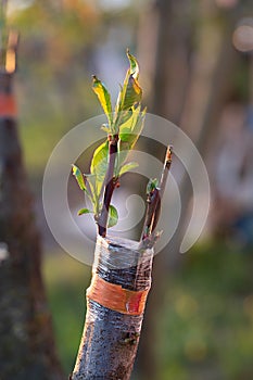 Expertly Grafted: The Art of Peach Tree Propagation