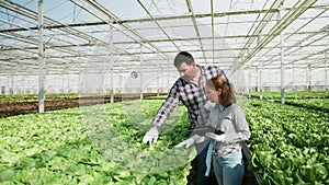 Experts in agronomy in a greenhouse checking a crop