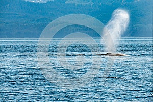 Expired air of a whale - Glacier Bay Alaska