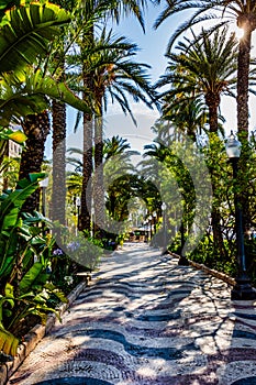 explanada promenade in Alicante spain photo