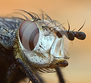 Explicated portrait of the fly