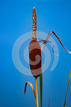 Cylindrical brown seed of Southern cattail or cumbungi Typha domingensis against blue sky. photo