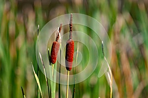 Selective Focus on seeds of Southern cattail. Typha domingensis against blurred background. photo