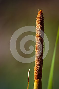 Selective Focus on seeds of Southern cattail. Typha domingensis against blurred background. photo